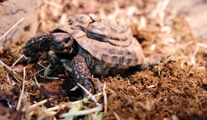Schildkröte auf Waldboden
