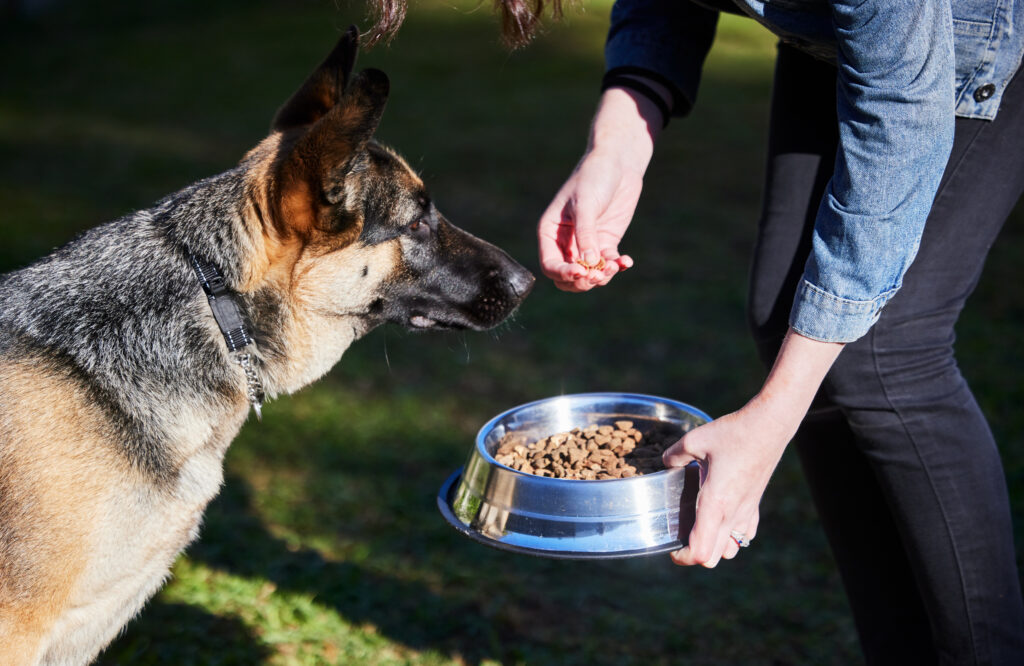 Person füttert einen Schäferhund aus einem Napf im Garten