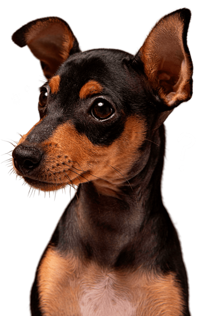 Hund schaut aufmerksam zur Seite