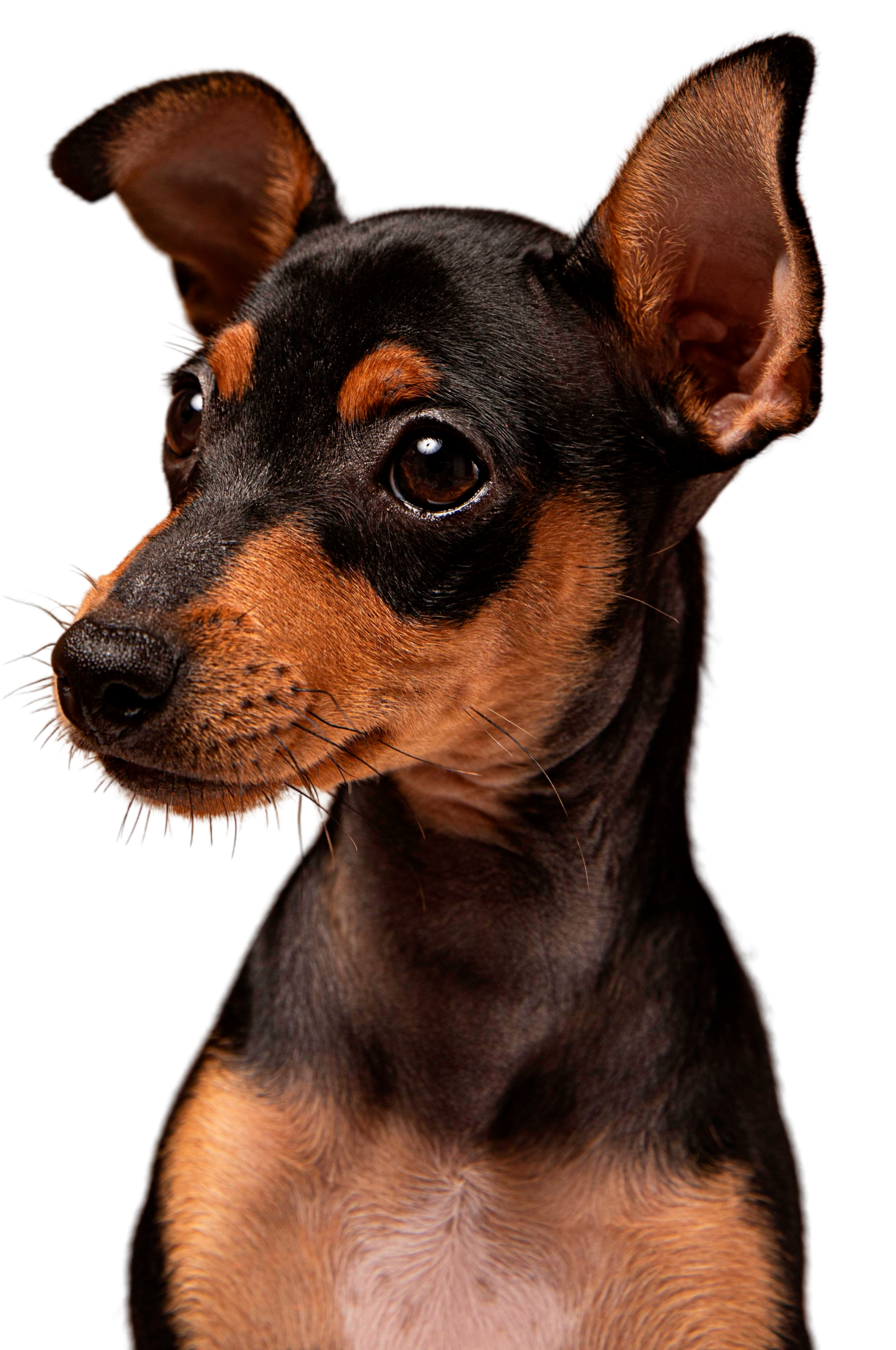Hund schaut aufmerksam zur Seite