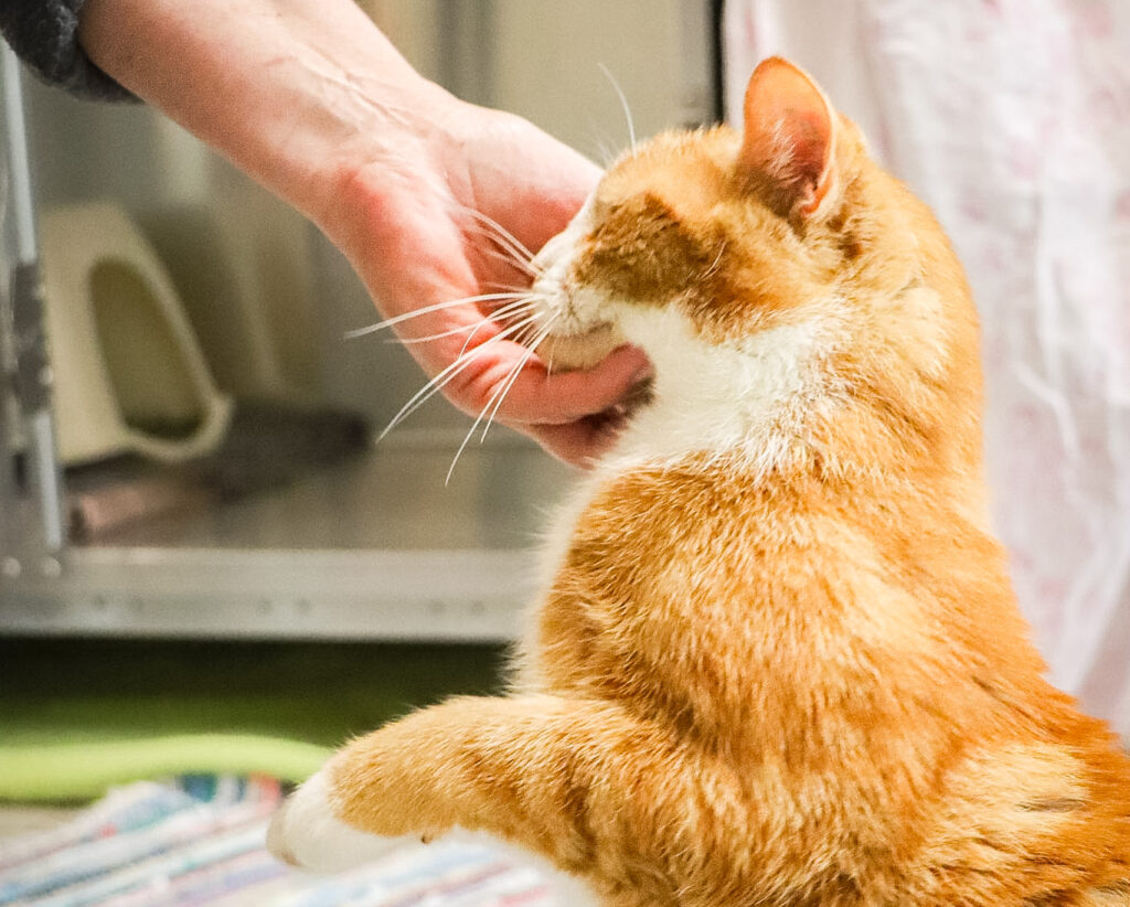 Rote Katze wird an der Wange gestreichelt