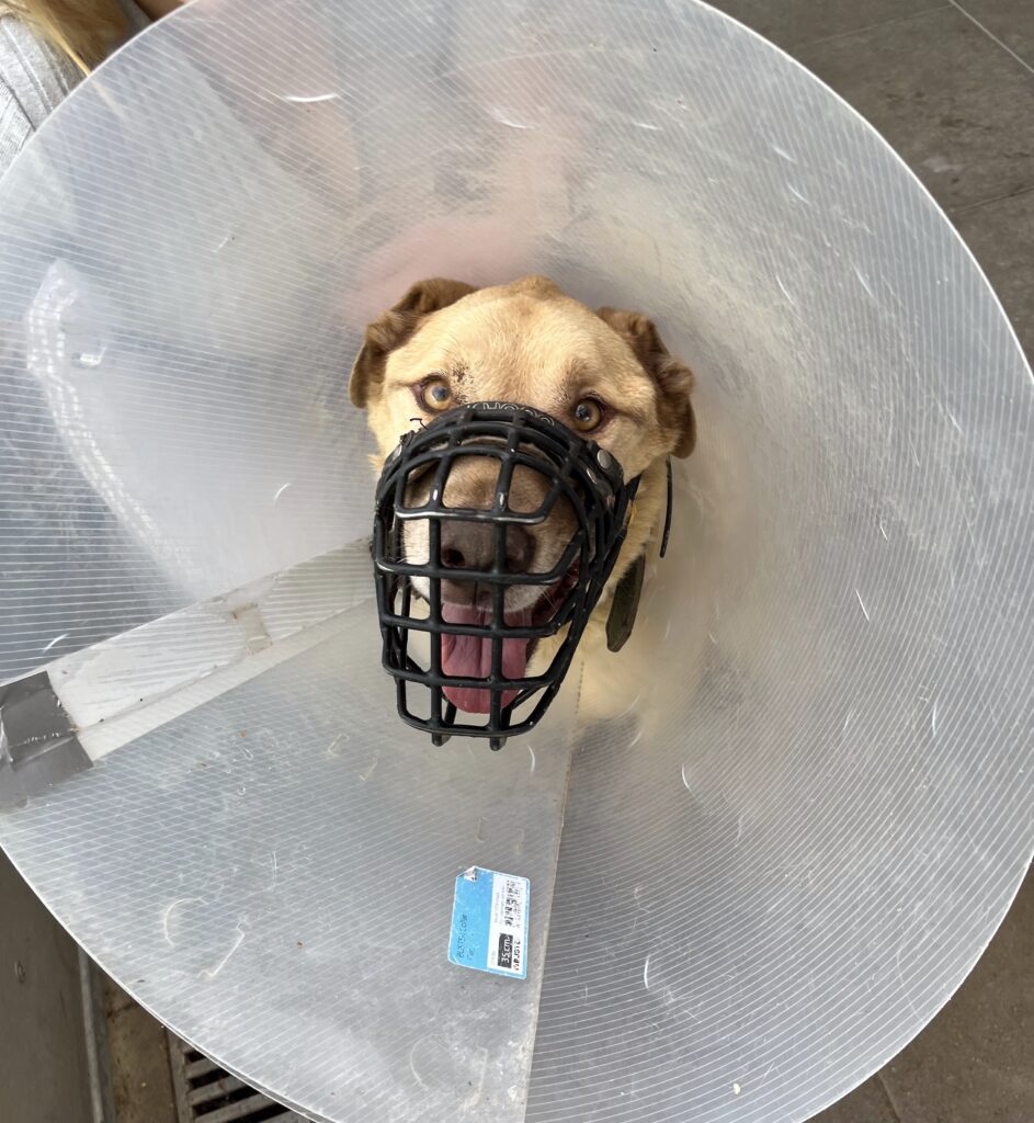 Hund mit Halskrause und Maulkorb nach einer Behandlung