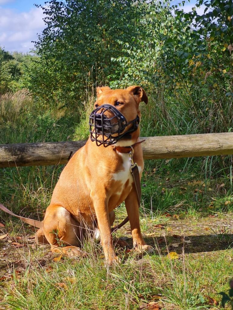 Buddy – Tier aus dem Tierheim Lübeck