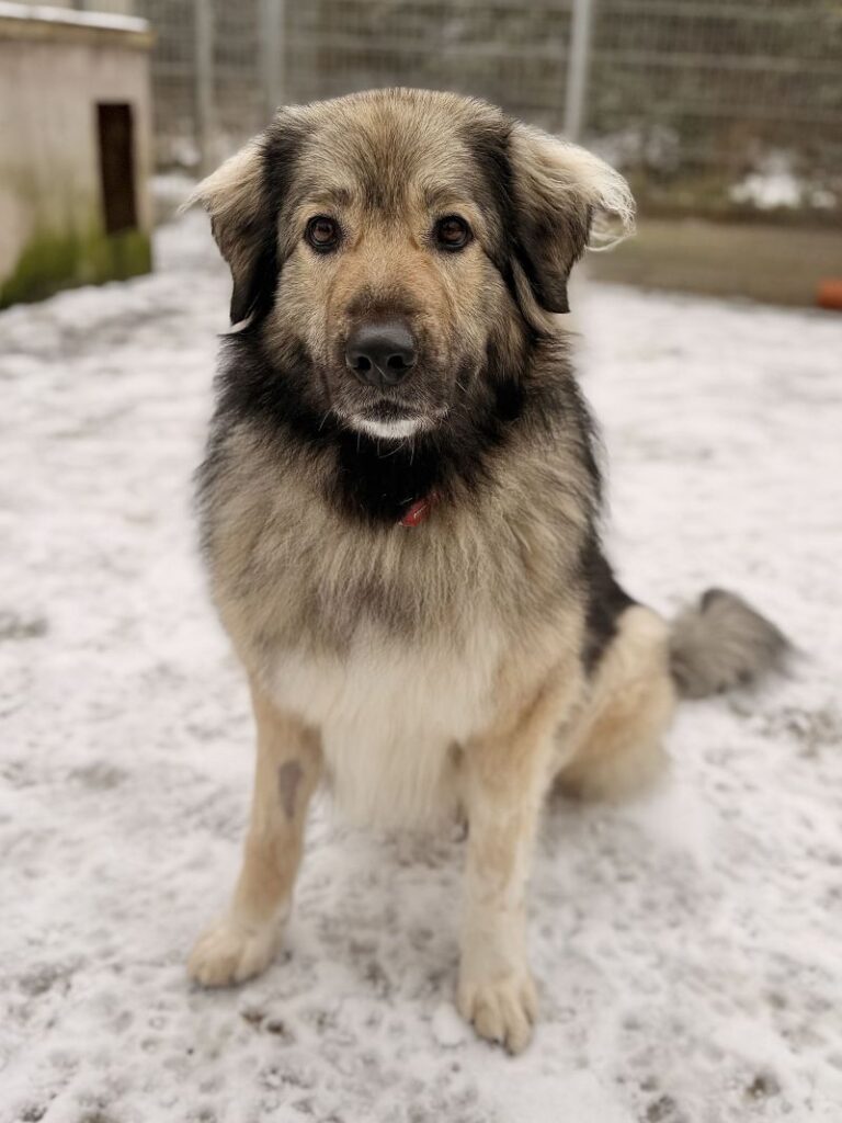 Anouk – Tier aus dem Tierheim Lübeck