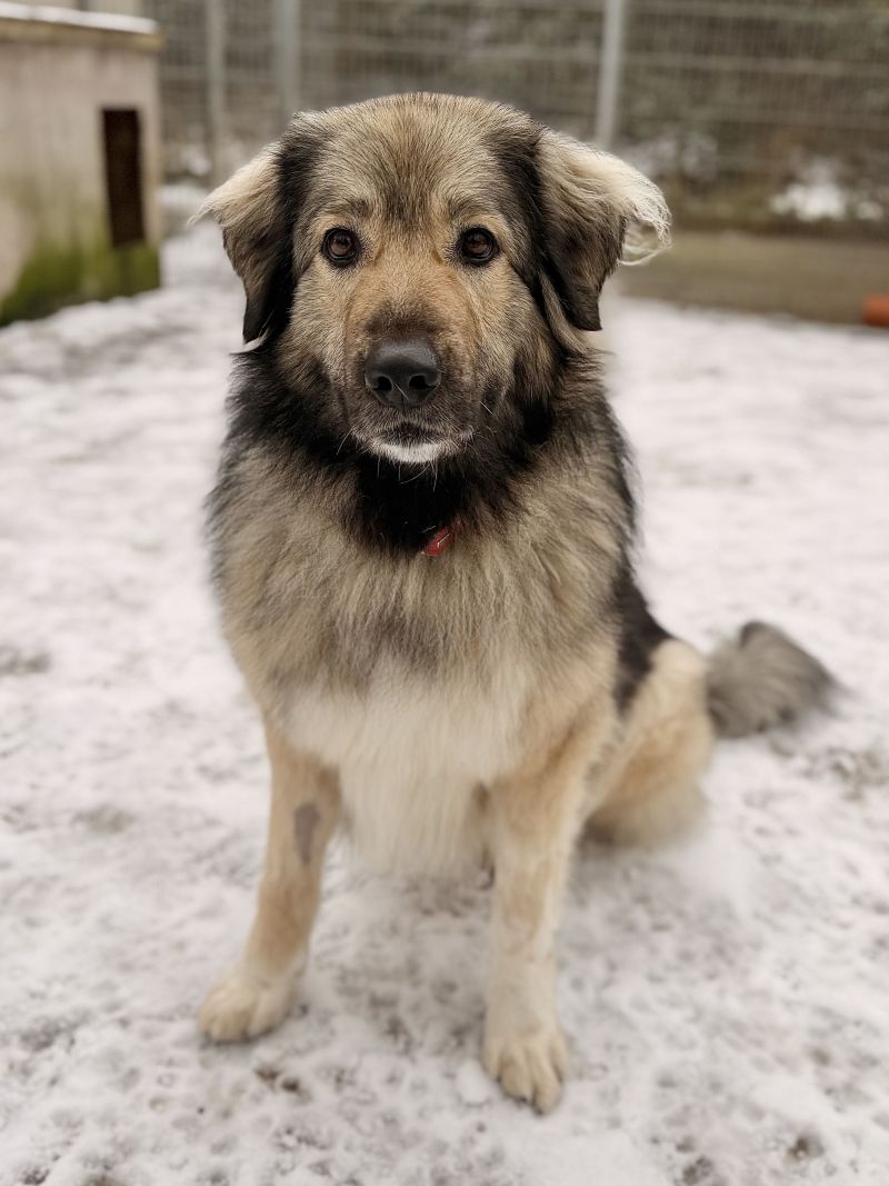 Anouk – Tier aus dem Tierheim Lübeck