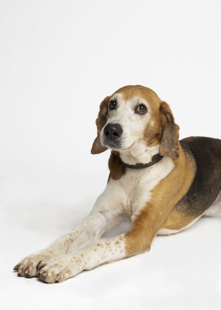 Monty – Tier aus dem Tierheim Lübeck