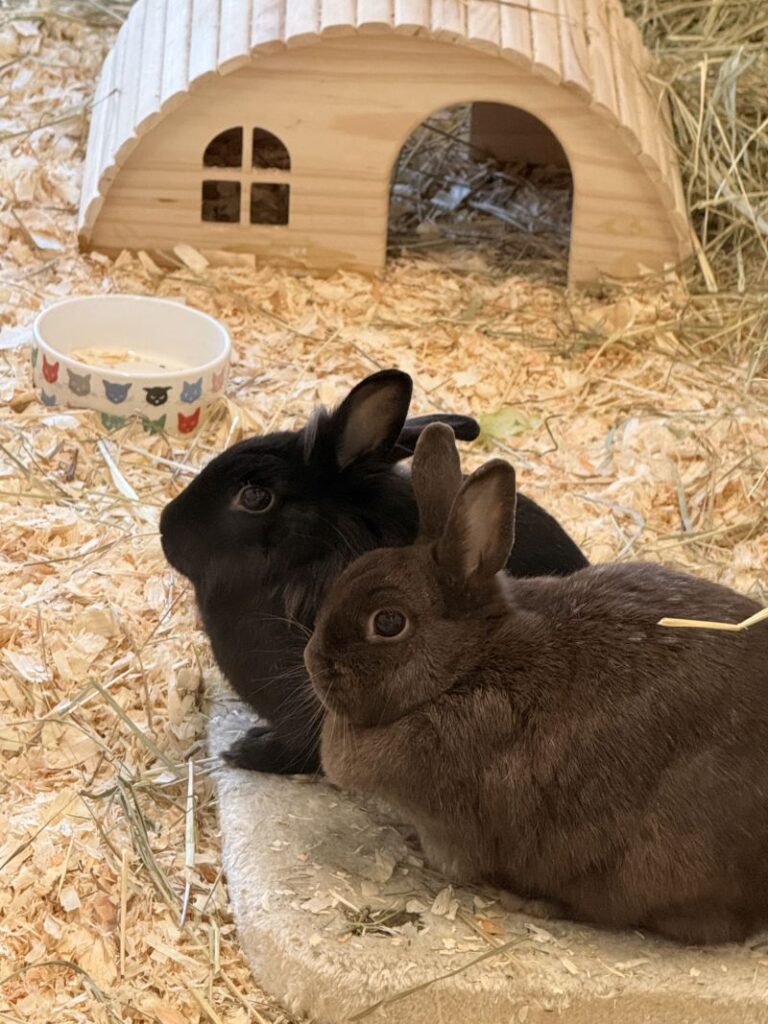Kili & Jonna – Tier aus dem Tierheim Lübeck