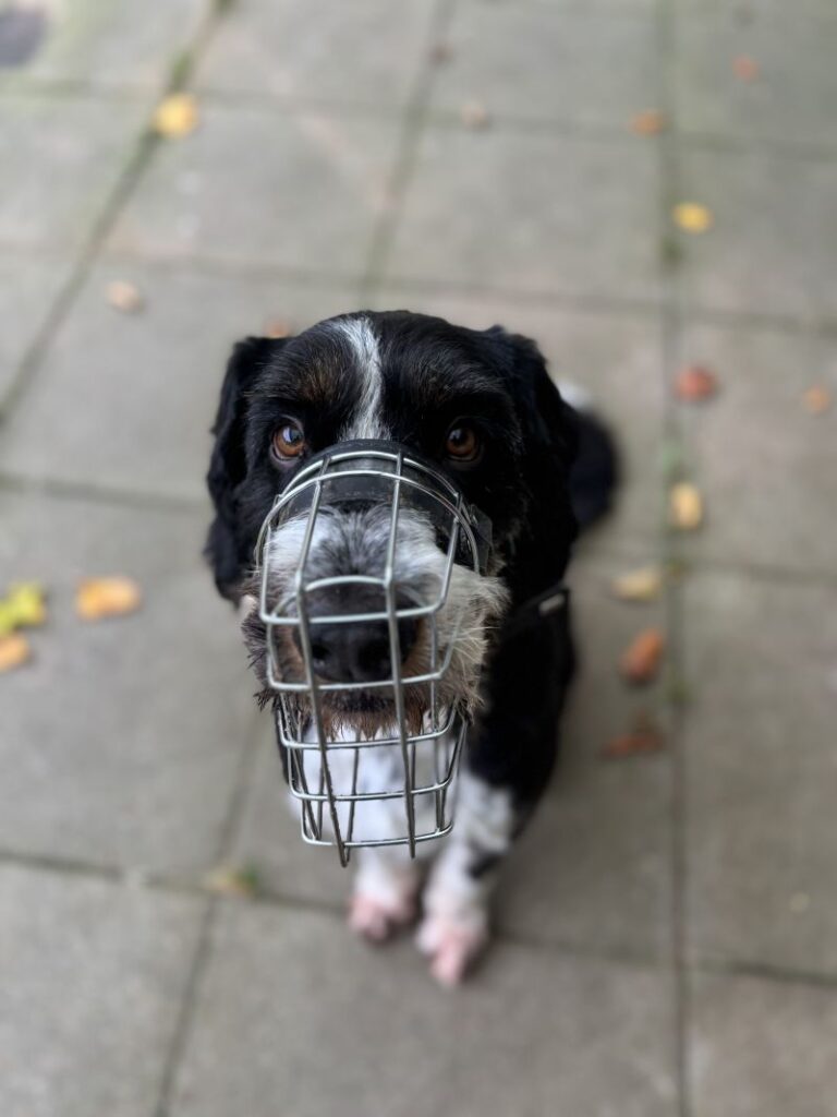 Milo – Tier aus dem Tierheim Lübeck