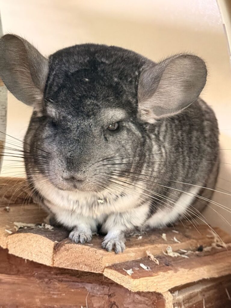 Chinchilla "Chili" - in Behandlung – Tier aus dem Tierheim Lübeck