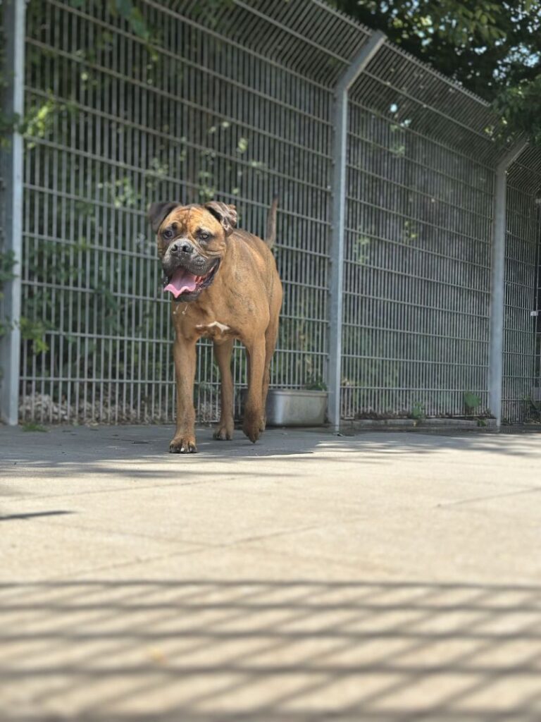 Chico – Tier aus dem Tierheim Lübeck