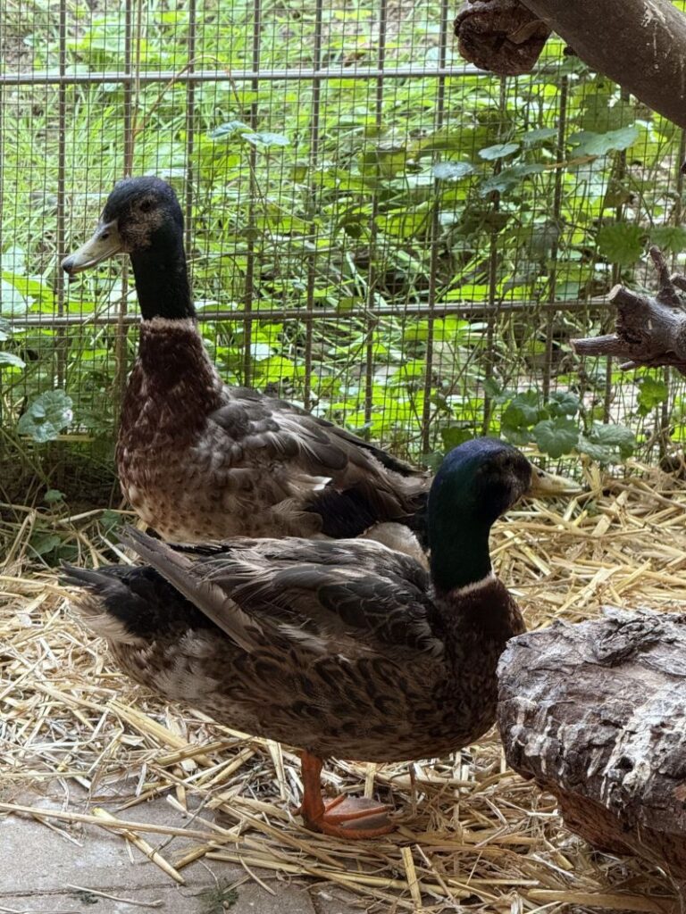 Erpelduo "Donald & Goofy" – Tier aus dem Tierheim Lübeck