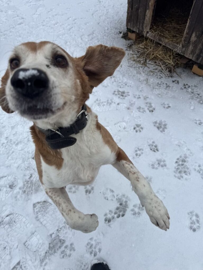 Monty – Tier aus dem Tierheim Lübeck