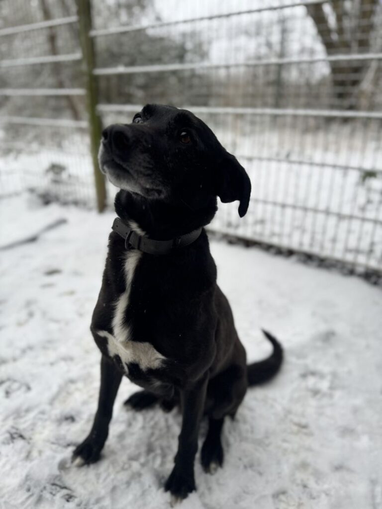 Tino – Tier aus dem Tierheim Lübeck