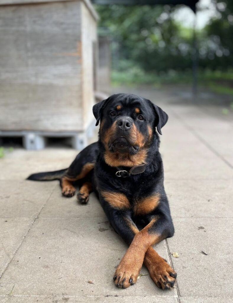 Balou – Tier aus dem Tierheim Lübeck