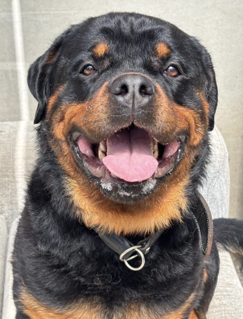 Balou – Tier aus dem Tierheim Lübeck