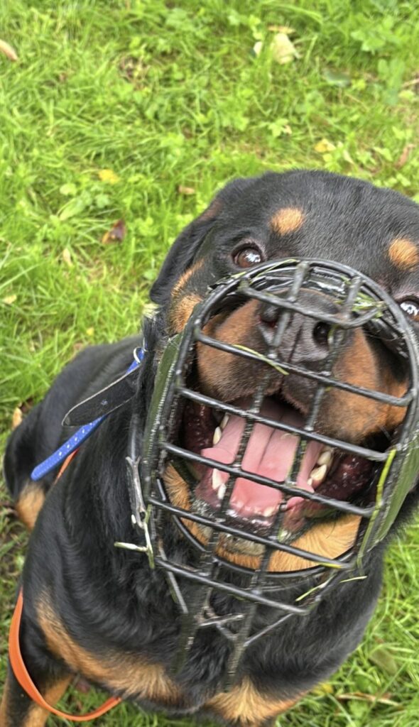 Balou – Tier aus dem Tierheim Lübeck