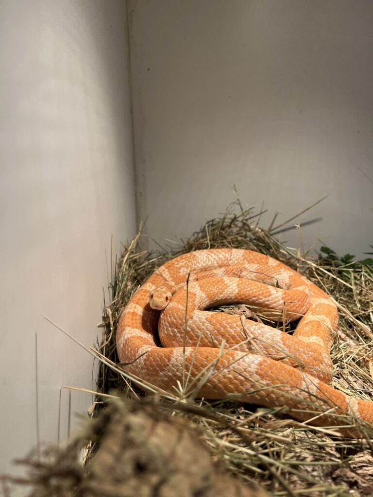 Kornnatter Spaghetti – Tier aus dem Tierheim Lübeck