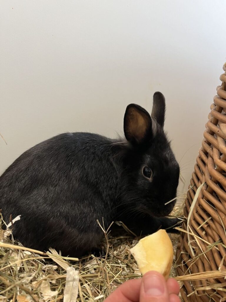 Kili & Jonna – Tier aus dem Tierheim Lübeck