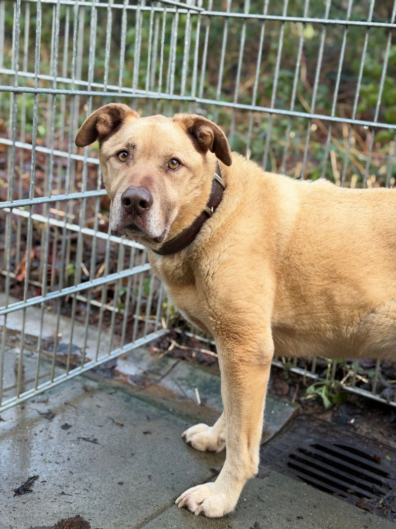 Lennox – Tier aus dem Tierheim Lübeck
