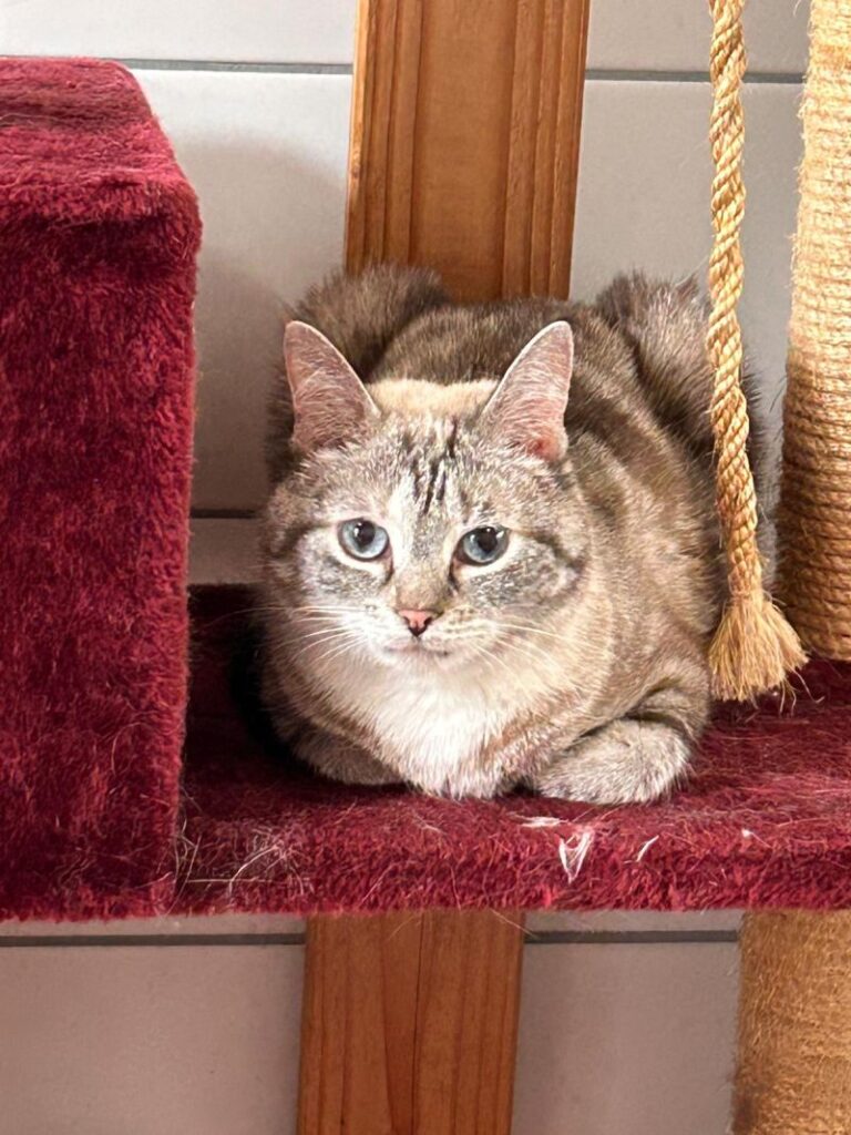 Luna – Tier aus dem Tierheim Lübeck