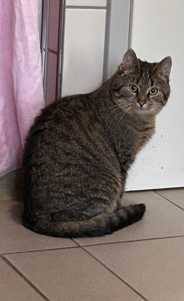 Mavis – Tier aus dem Tierheim Lübeck