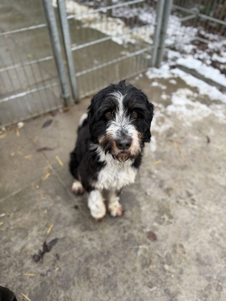 Milo – Tier aus dem Tierheim Lübeck