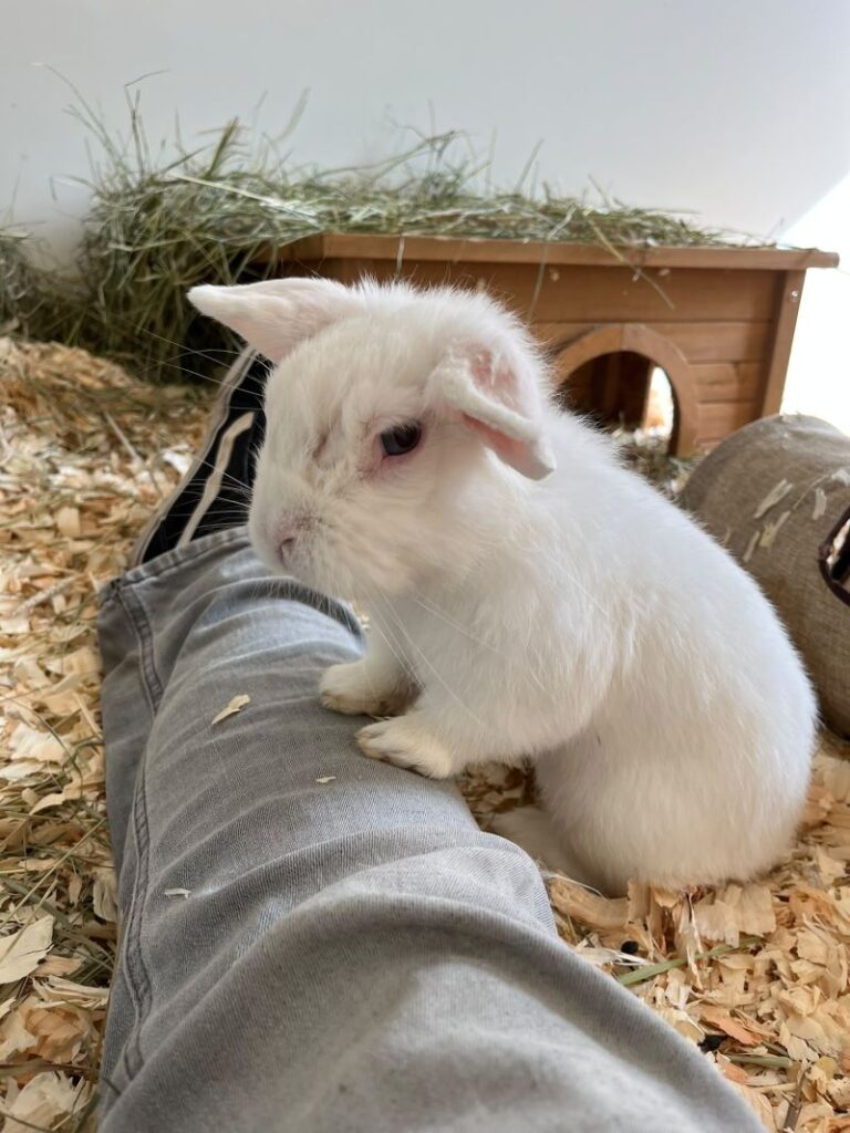Leopold – Tier aus dem Tierheim Lübeck