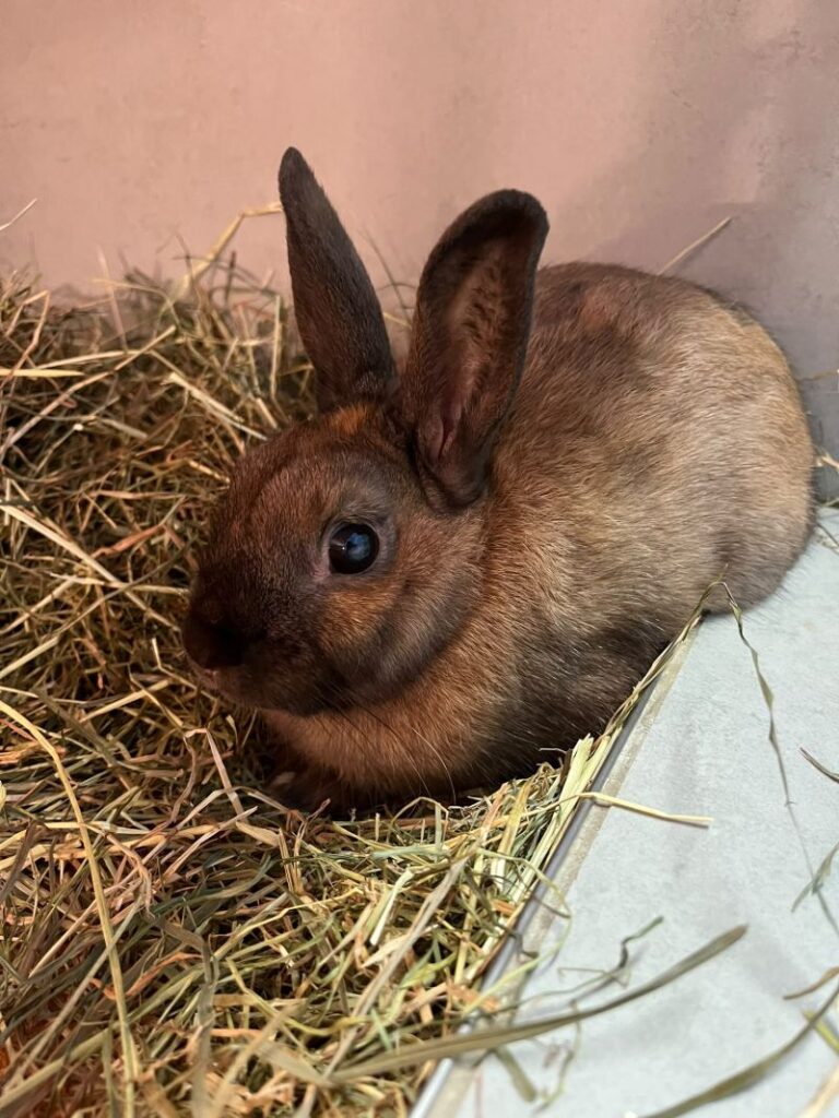 Elfriede – Tier aus dem Tierheim Lübeck