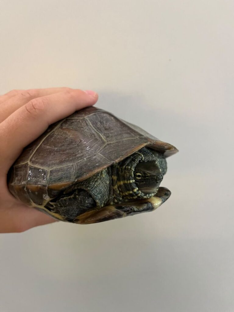 Aurora - Chinesische Drekielschildkröte – Tier aus dem Tierheim Lübeck