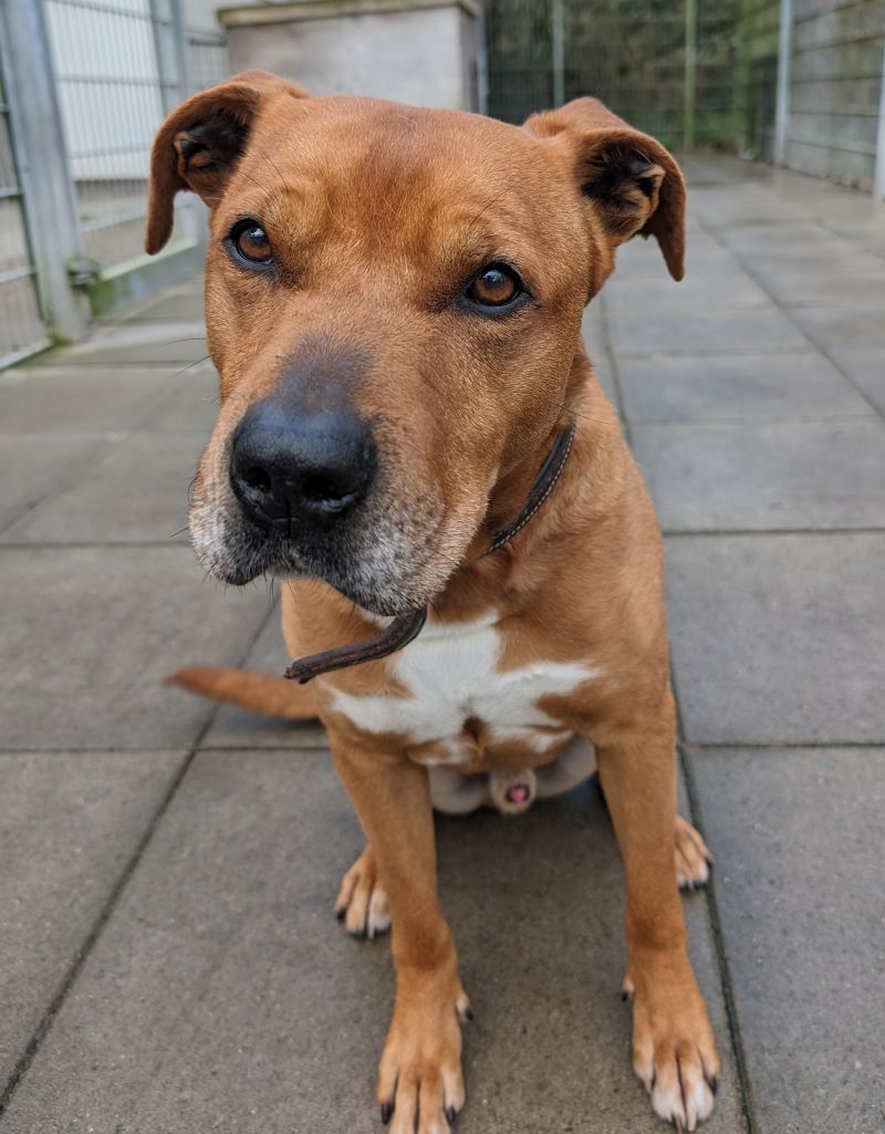 Buddy – Tier aus dem Tierheim Lübeck