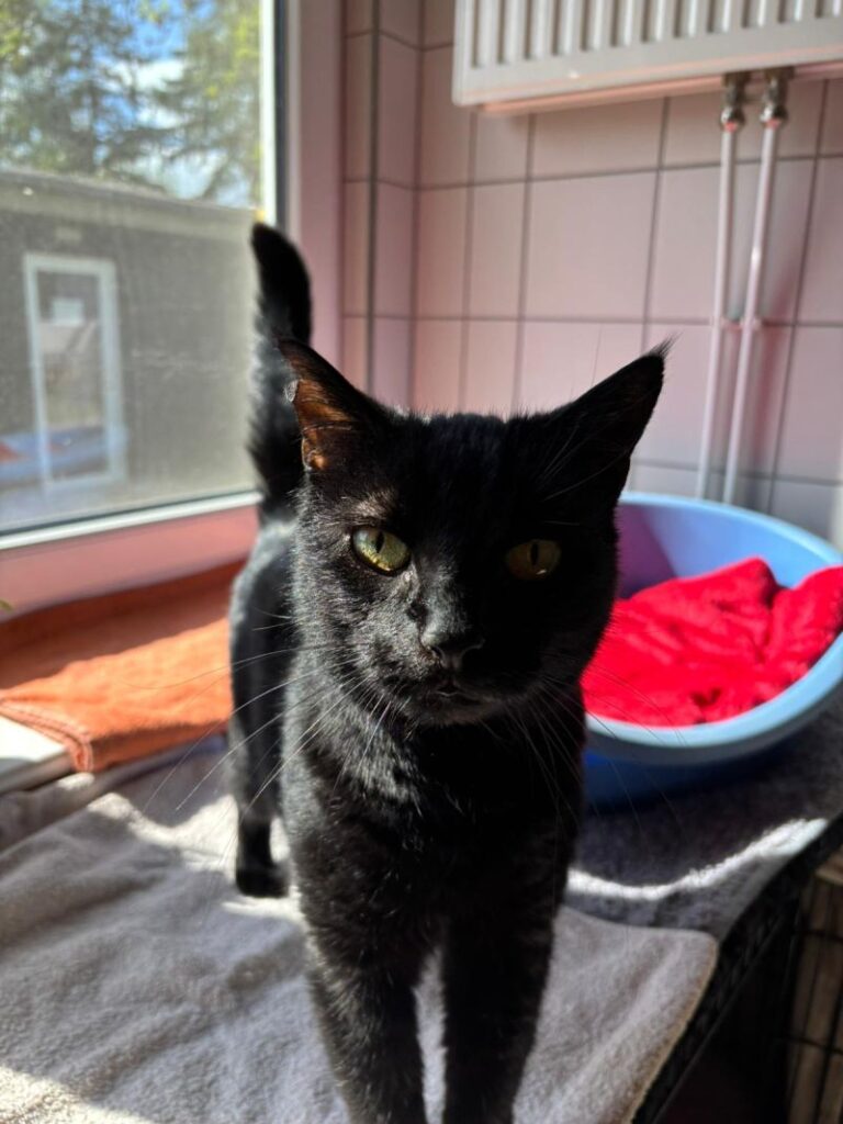 Pixie – Tier aus dem Tierheim Lübeck
