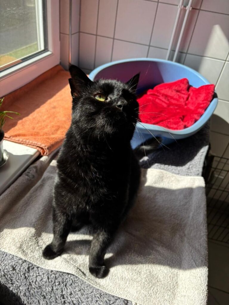 Pixie – Tier aus dem Tierheim Lübeck