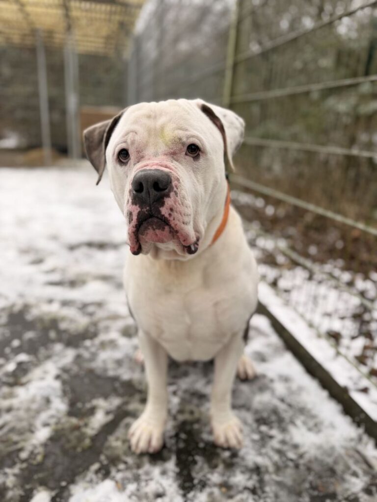 Simba – Tier aus dem Tierheim Lübeck