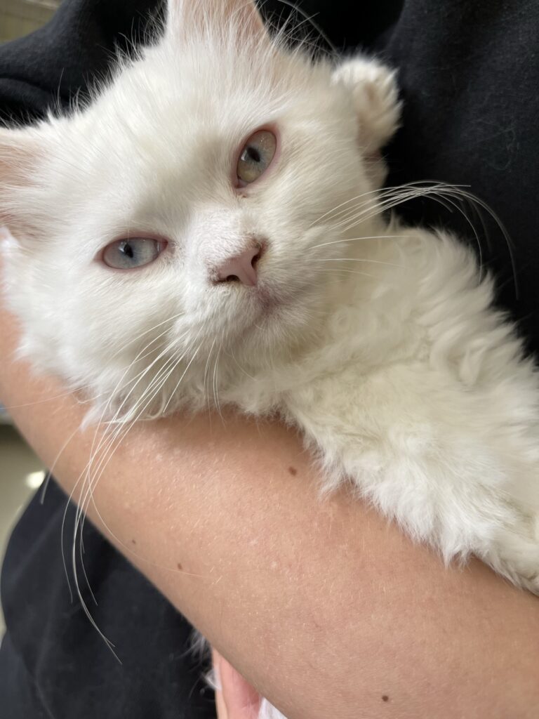 Weiße Katze wird auf dem Arm gehalten