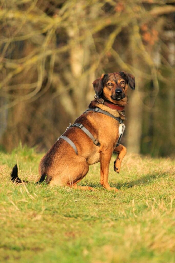 Bennie – Tier aus dem Tierheim Lübeck