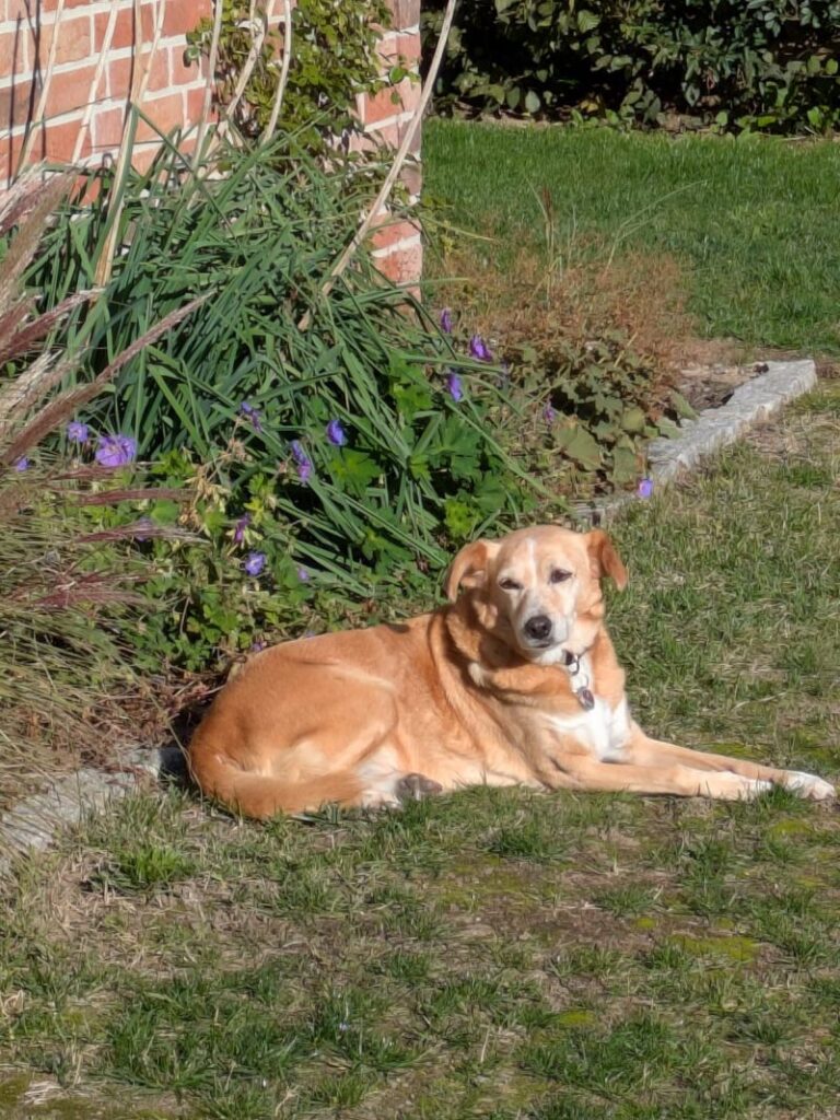Elli – Tier aus dem Tierheim Lübeck