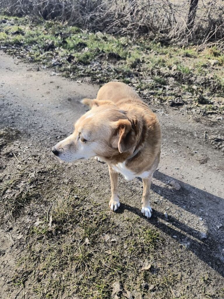 Elli – Tier aus dem Tierheim Lübeck