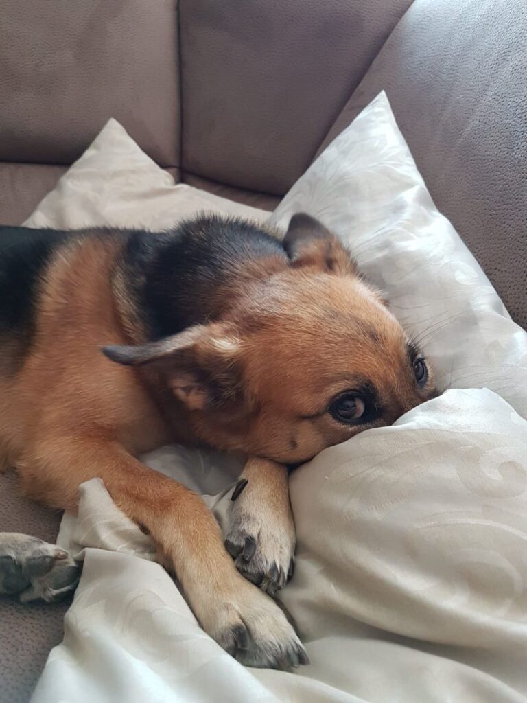 Svenja – Tier aus dem Tierheim Lübeck