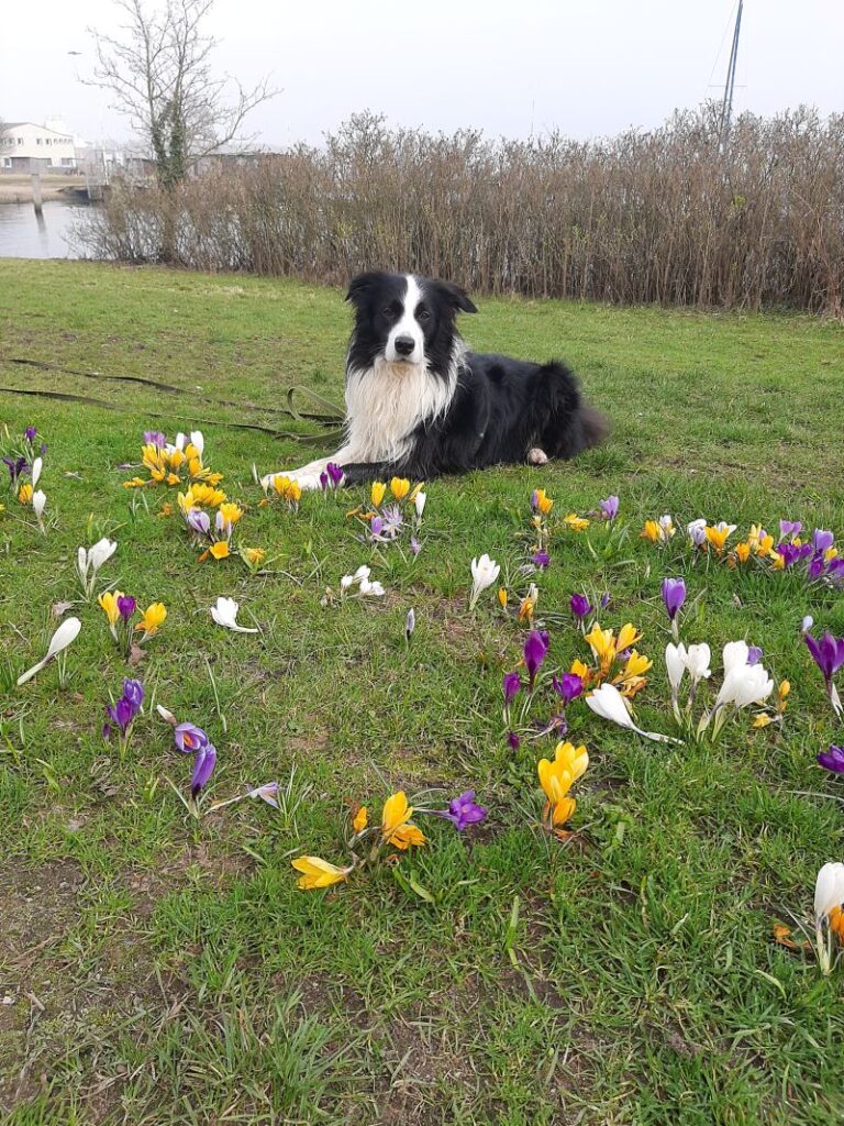 Jamie – Tier aus dem Tierheim Lübeck