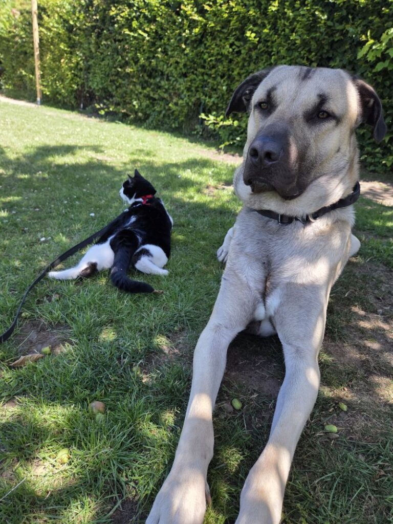 Buddy – Tier aus dem Tierheim Lübeck