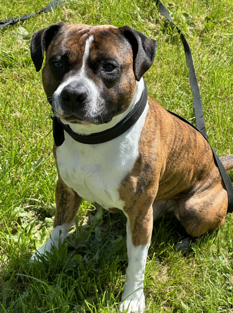 Buddy – Tier aus dem Tierheim Lübeck