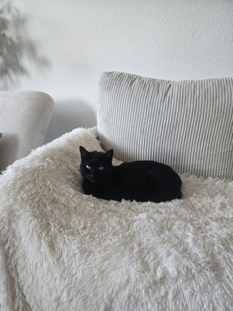Daisy – Tier aus dem Tierheim Lübeck