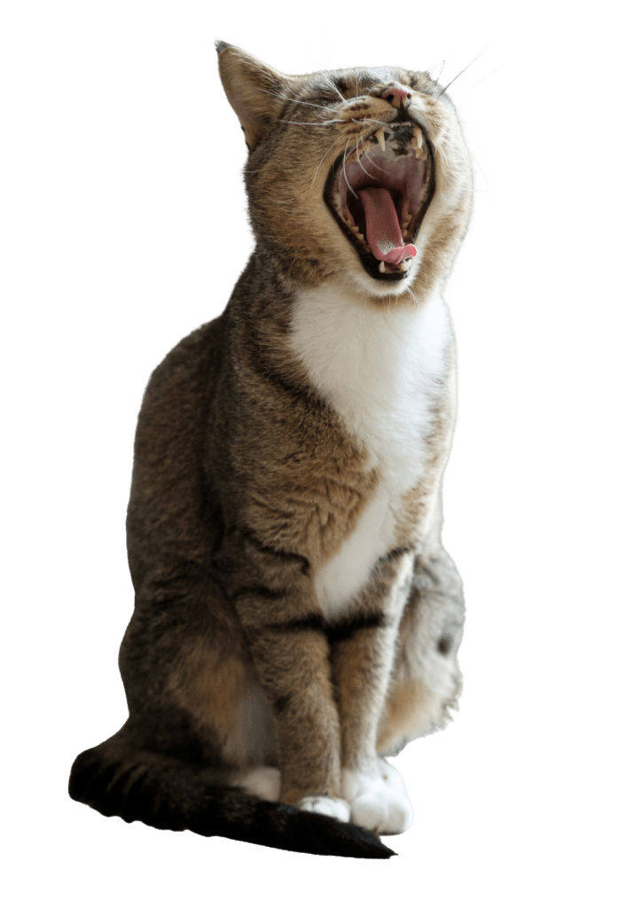 Ersatz für Katze Startseite