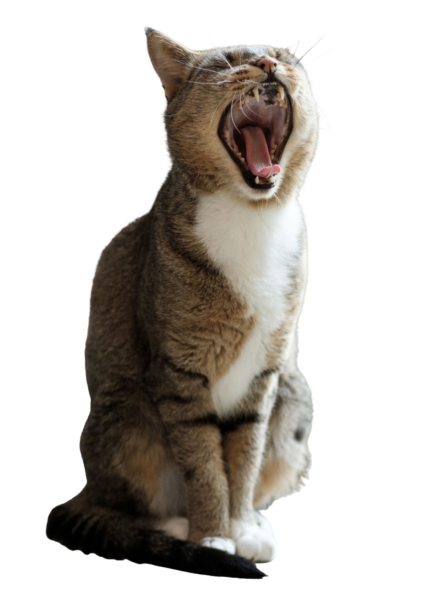 Ersatz für Katze Startseite