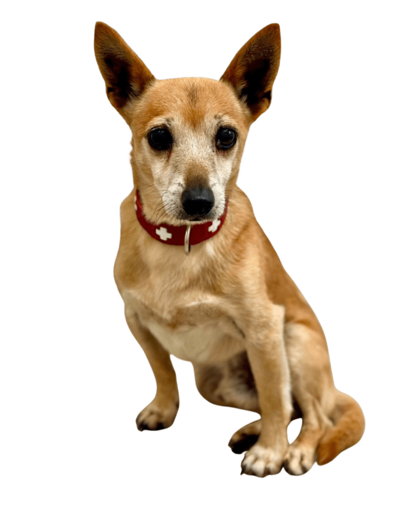 Ersatz für Startseitenhund