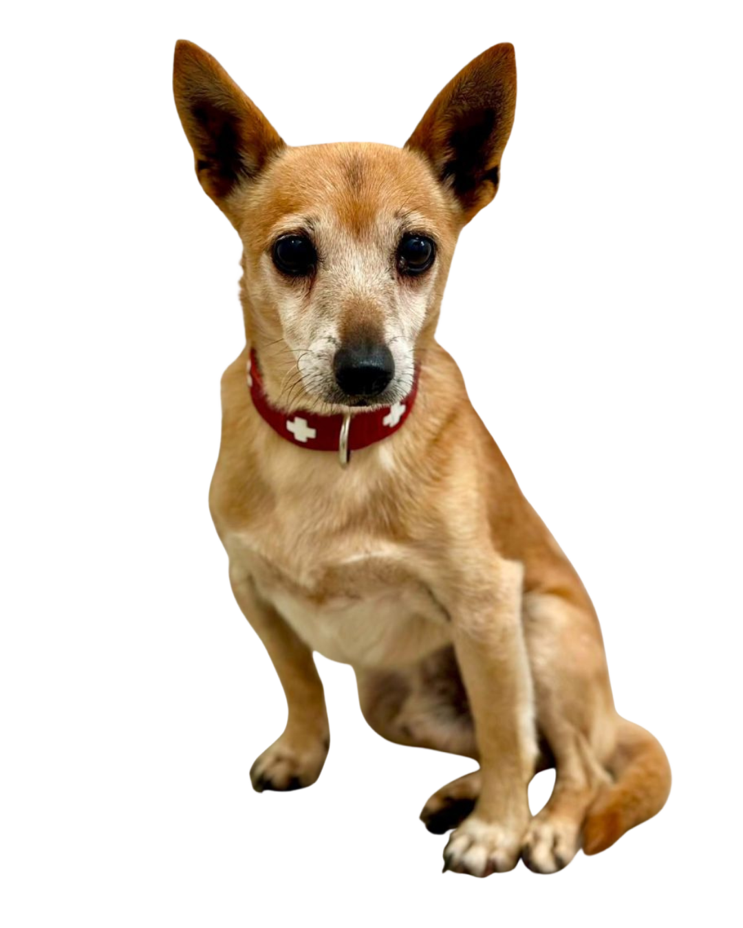Ersatz für Startseitenhund