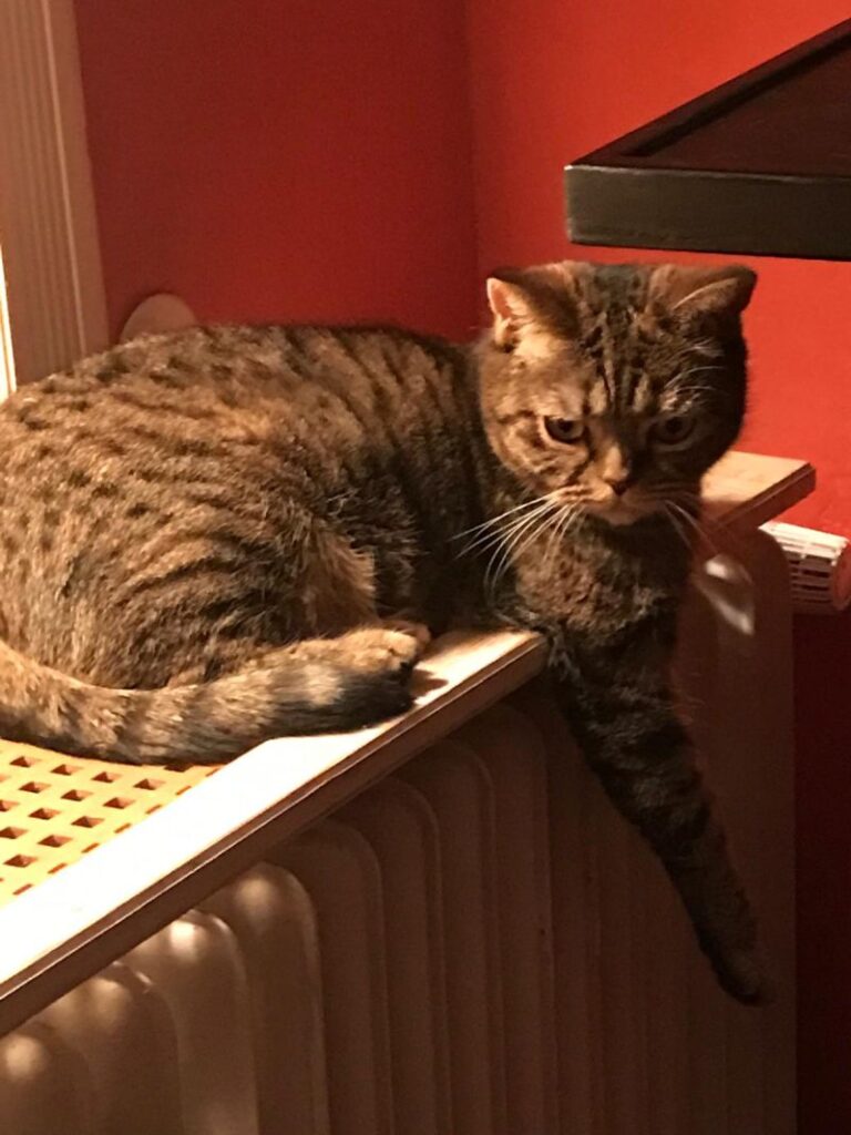 Europäische Hauskatze – Tier aus dem Tierheim Lübeck