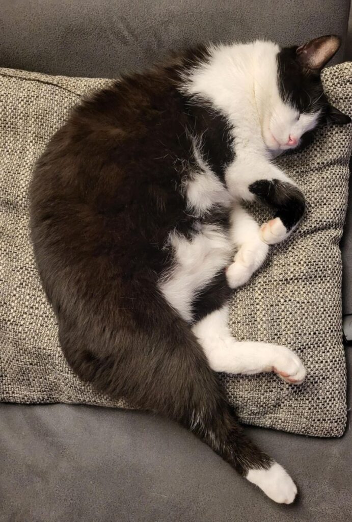 Felix – Tier aus dem Tierheim Lübeck