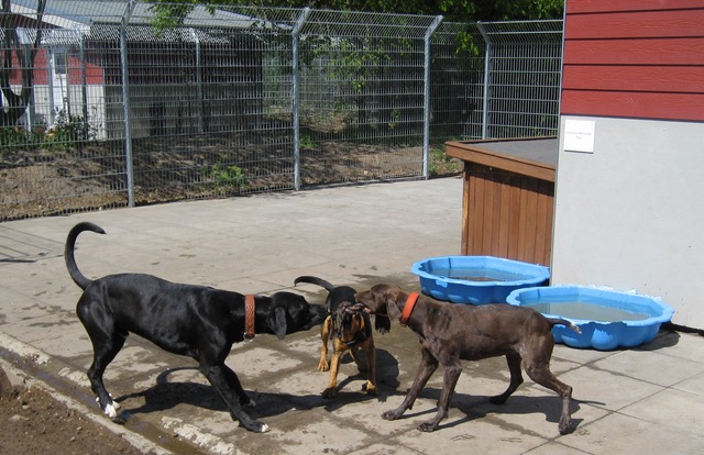 Hunde auf dem Hundecampus