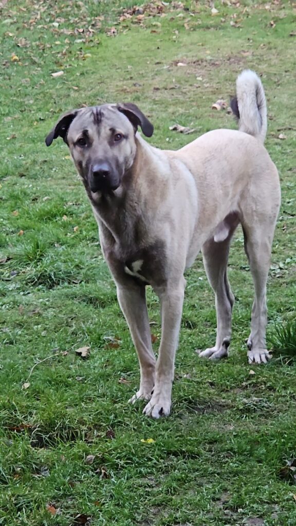 Buddy – Tier aus dem Tierheim Lübeck